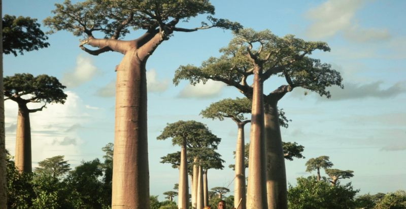 Baobab_Drink.f1950dda.fill-1200x620-c100