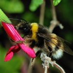 Image of a bumblebee