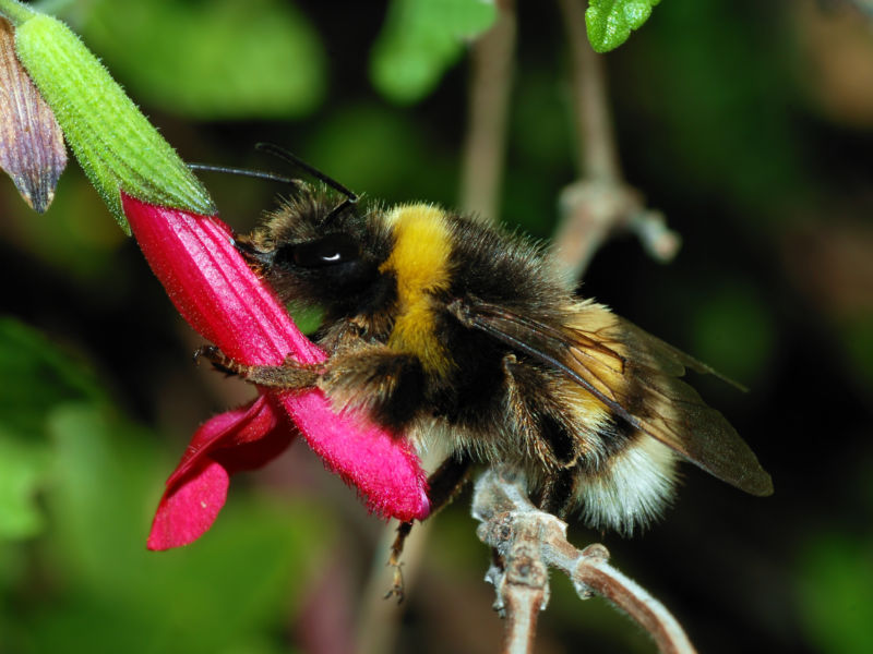 Image of a bumblebee