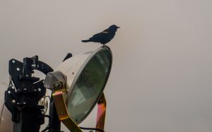Red-shouldered blackbird
