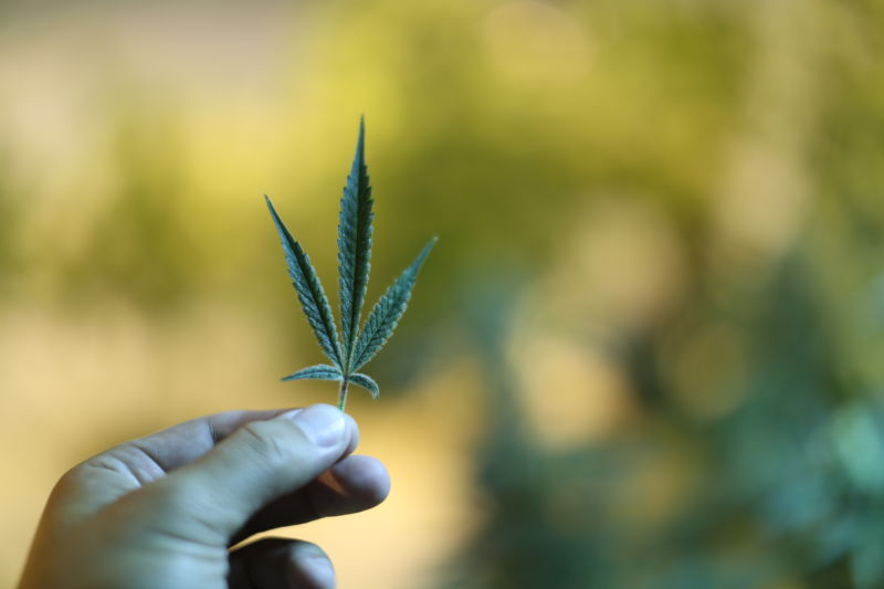 A close up of a hand holding a small marijuana leaf in front of a blurred background