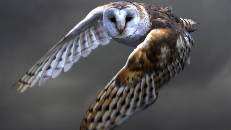 barn_owl_excellent-800x450.jpg