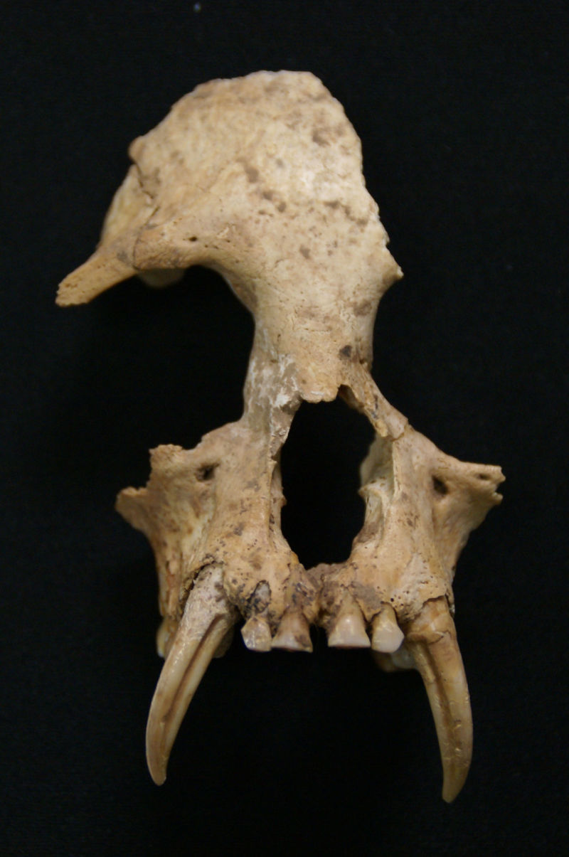 Extinct gibbon in ancient Chinese tomb hints at other lost primate species