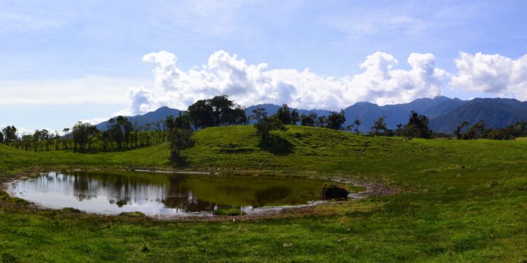 Supposedly pristine South American forest had been pre-Columbian ...