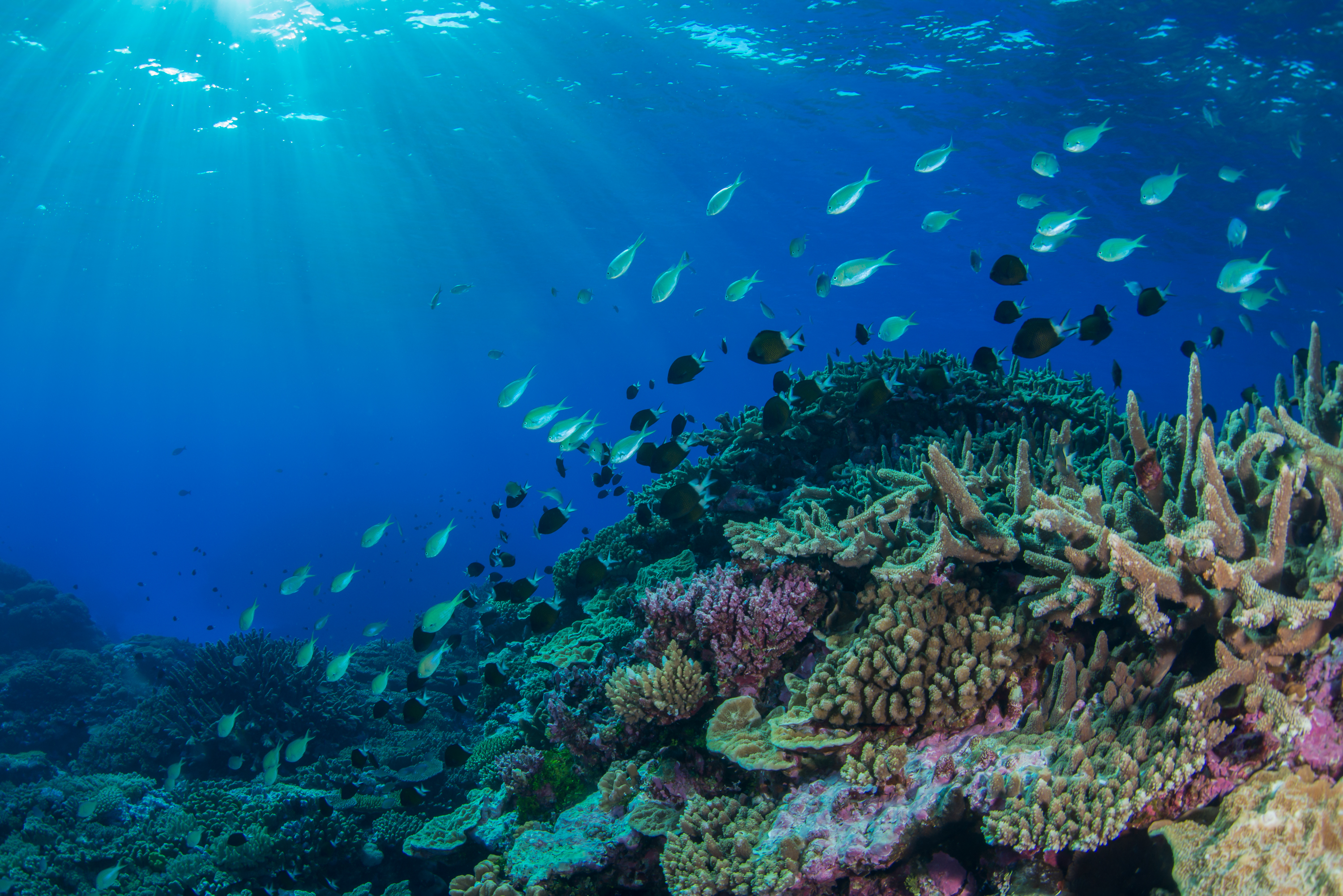 Большое море индийского океана. Большой Барьерный риф Австралия подводный мир. Морской парк Кайо-Пьедрас. Большой Барьерный риф в коралловом море. Морской парк большого барьерного рифа.