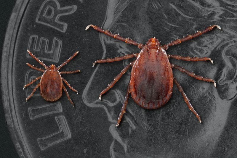Two arachnids are so small they can fit on the face of a US dime.