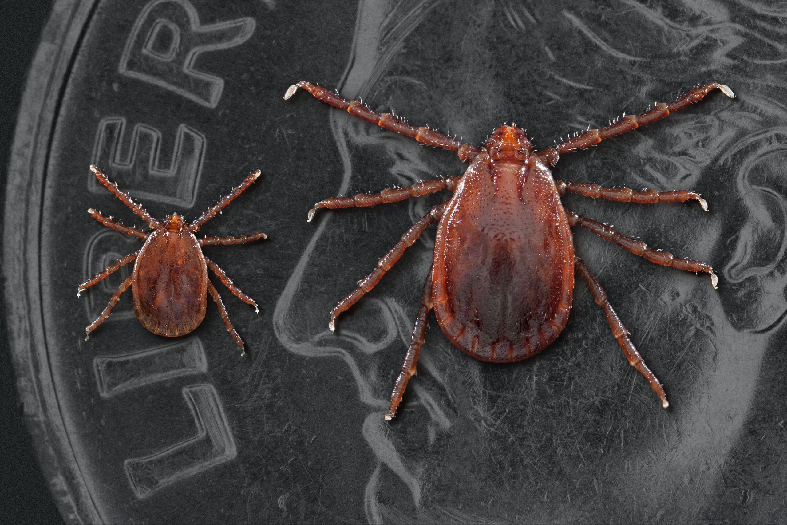 US invaded by savage tick that sucks animals dry, spawns without