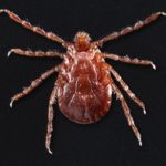 Haemaphysalis longicornis  tick, commonly known as the longhorned tick.