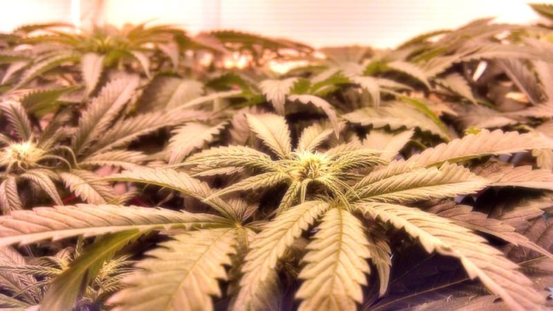 Image of marijuana plants.