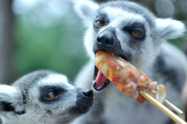 Ring-tailed lemurs eat frozen pastry because they have big brains and know frozen pastry is delicious. 