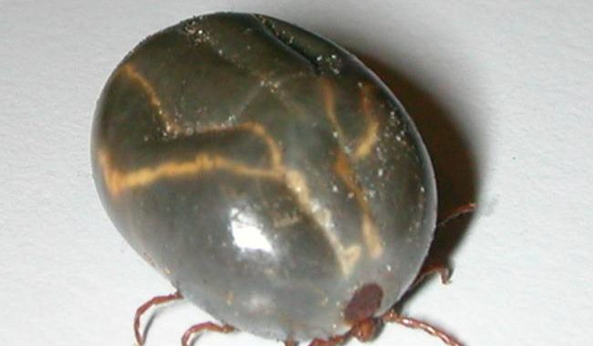 photo of Savage tick-clone armies are sucking cows to death; experts fear for humans image