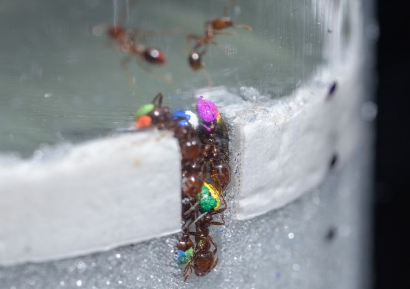 Georgia Tech researchers color-coded fire ants with markers to better monitor their movements.