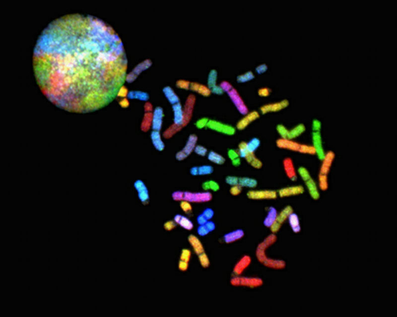 Image of pieces of DNA labelled with fluorescent tags.
