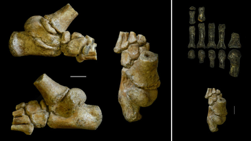The 3.32 million-year-old foot from an <em>Australopithecus afarensis</em> toddler from different angles on the left, next to the fossil remains of an adult <em>Australopithecus</em> foot on the right.

Credit: Jeremy DeSilva & Cody Prang