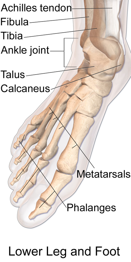 The bones of the human foot;  notice how the big toe is more or less parallel to the other four.