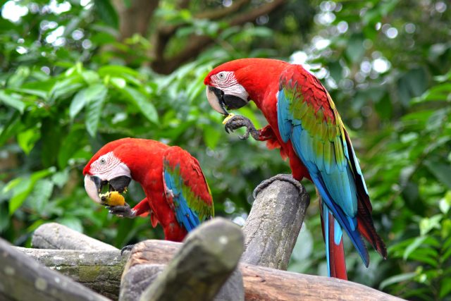 Scarlett macaws