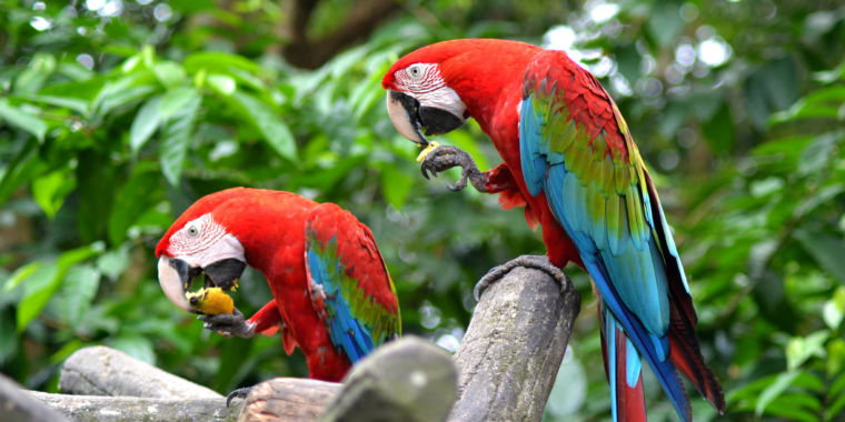macaws_abul_az_abu_jamil-760x380.jpg