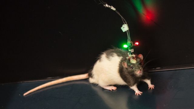 Still just a rat in a cage: Marco the lab rat chases his chocolate cravings—for science!