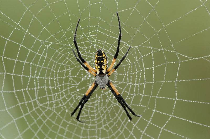 Researchers insert a spider web gene into the silkworm Ars Technica