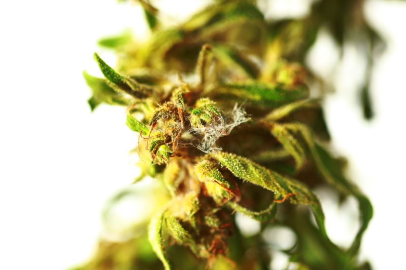 Mold growth on cannabis.
