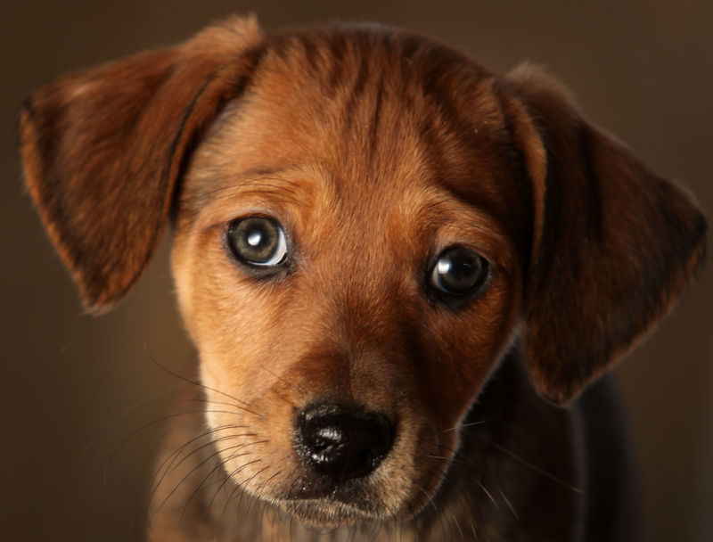 A close-up of a dachshund mix puppy looking sad