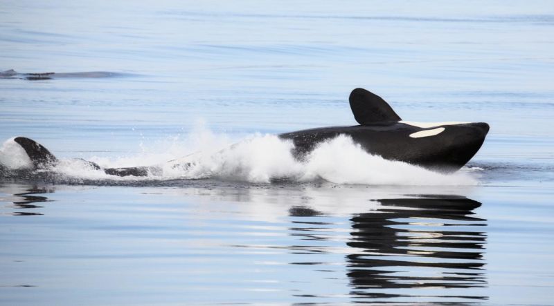 A killer whale frolics in the water.