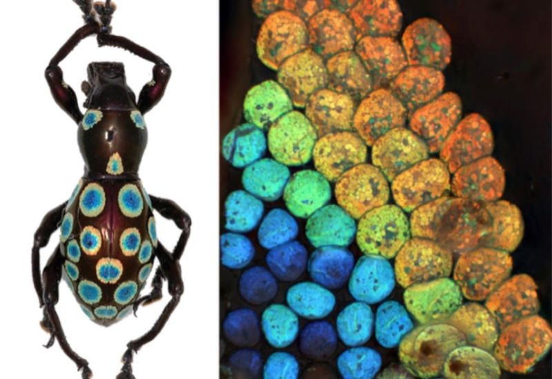 The colorful spots of a rainbow weevil (left) as seen through a bright-field light microscope (right).
