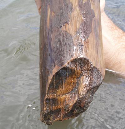 The sharpened end of a building support post from the Payne's Creek salt works. Some of the stone tools used to process fish had also been used for woodworking.