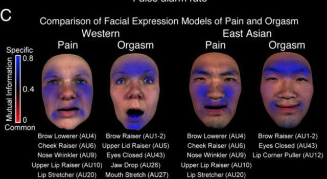 How orgasm faces differ between people from Eastern and Western