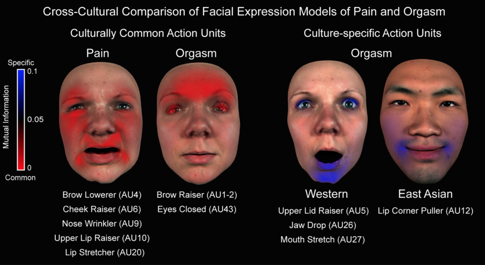 How orgasm faces differ between people from Eastern and Western