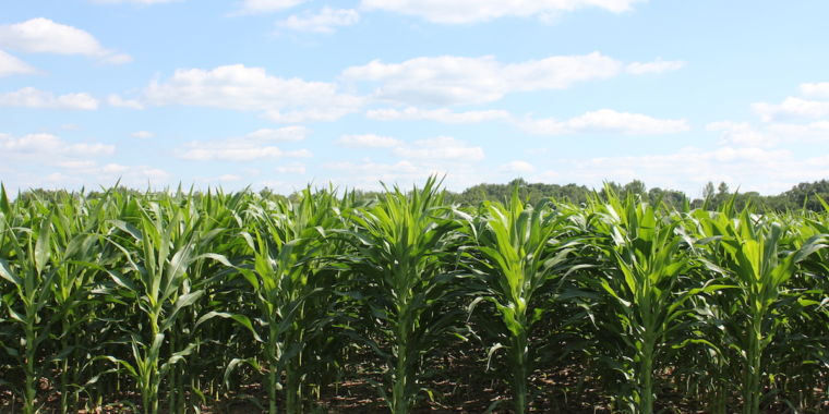 photo of A roadmap to agriculture that’s sustainable and climate-neutral image