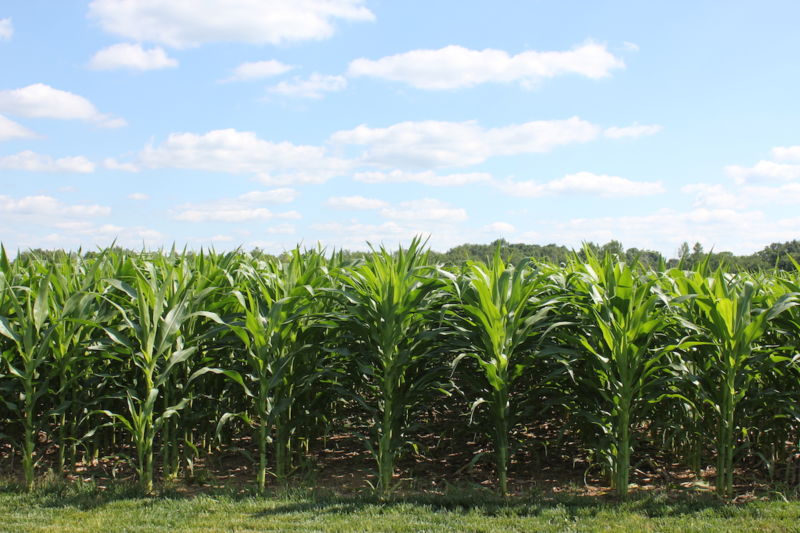 Image of young corn plants.