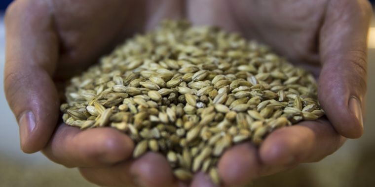 photo of Beer lovers, beware: Warmer climate could lead to severe barley shortages image