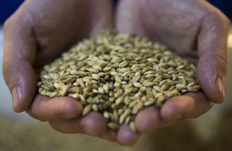 Barley grain used in the production of beer at the Asahi Kanagawa Brewery in Japan