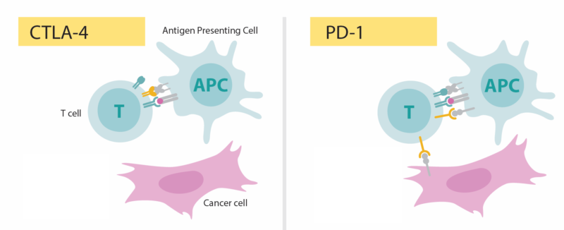 The Reason Cancer Evades Your Immune System So Incredibly Well