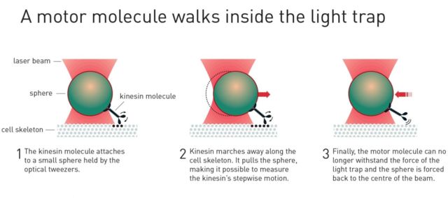 Trapping molecules with laser light.