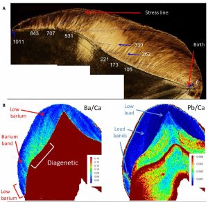 Neanderthal Teeth Reveal Lead Exposure And Difficult Winters Ars Technica