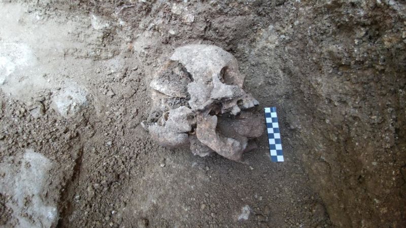 Partially excavated human skull.