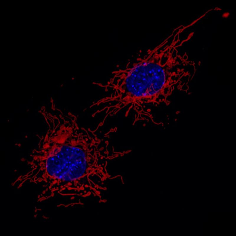 Mitochondria (red) and cell nucleus (blue) of two connective tissue cells prepared from mouse embryo.