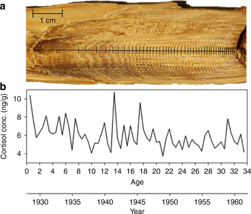 A graph next to what looks like a tree sliced down the middle but is actually whale earwax.