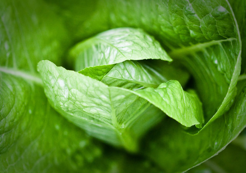 Romaine lettuce, looking innocuous.