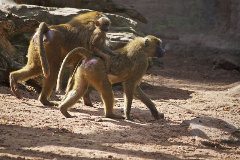 Two baboons out for a walk carrying a third, infant baboon.