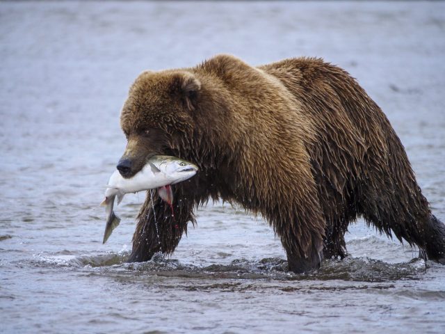 Salmon face a host of challenges in Alaska. 