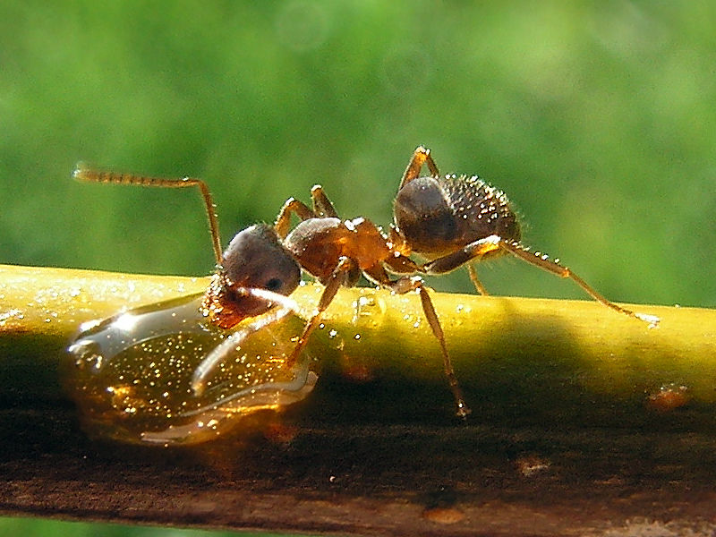 Image of an ant.