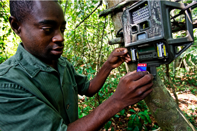 Inserting an SD card into a camera trap
