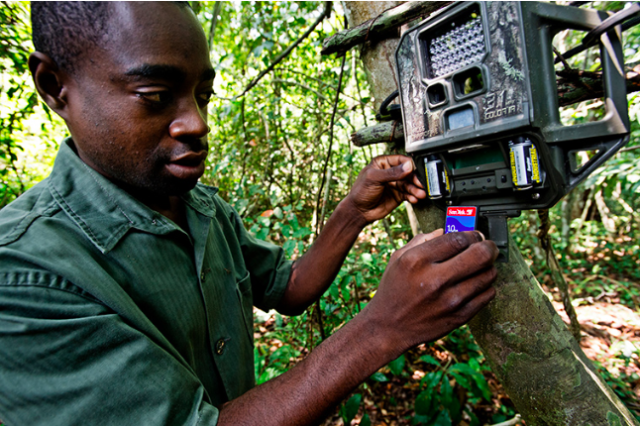 Feeding an SD card into a camera trap