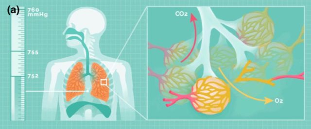 The human breathing paradigm. Air is brought into the lungs via a single opening and oxygen is circulated to the bodys cells via the cardiovascular system. 