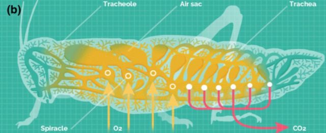 The insect-breathing paradigm. Air is brought into the body through several openings called spiracles and brought directly to the cells via a network of respiratory tubes called tracheae.