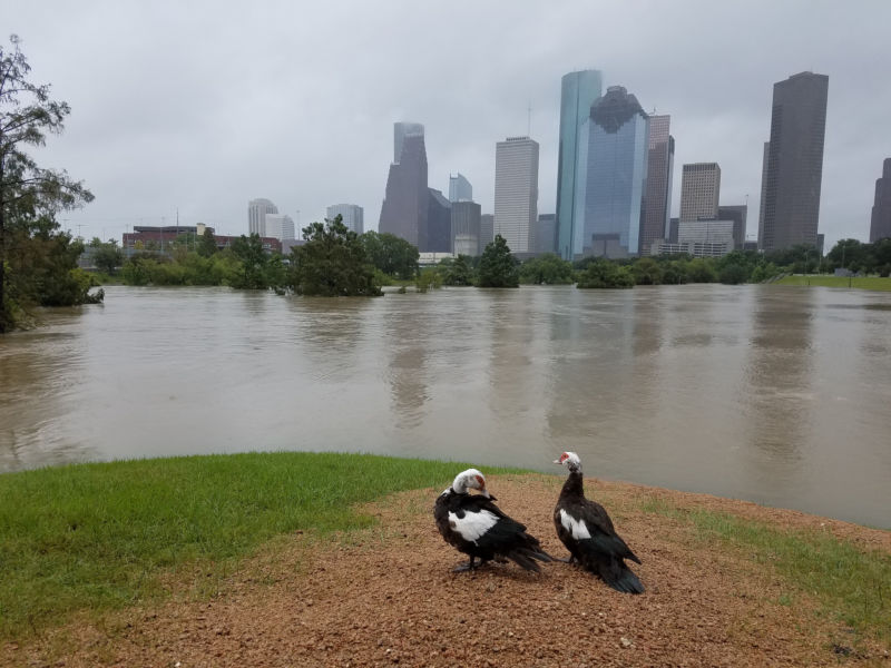 Houston’s cityscape squeezed extra rain out of Hurricane Harvey
