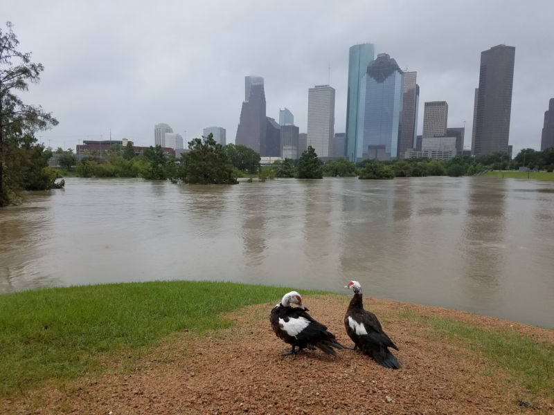 houston_harvey_wmo-800x600.jpg